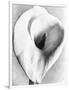 Calla Lily, Mexico City, 1925-Tina Modotti-Framed Premium Giclee Print