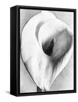 Calla Lily, Mexico City, 1925-Tina Modotti-Framed Stretched Canvas