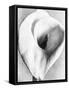 Calla Lily, Mexico City, 1925-Tina Modotti-Framed Stretched Canvas