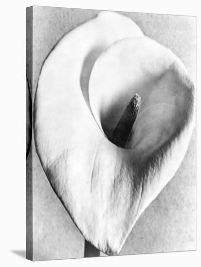 Calla Lily, Mexico City, 1925-Tina Modotti-Stretched Canvas