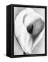 Calla Lily, Mexico City, 1925-Tina Modotti-Framed Stretched Canvas