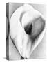 Calla Lily, Mexico City, 1925-Tina Modotti-Stretched Canvas