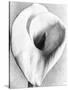 Calla Lily, Mexico City, 1925-Tina Modotti-Stretched Canvas
