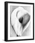 Calla Lily, Mexico City, 1925-Tina Modotti-Framed Giclee Print