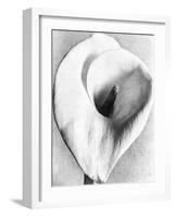 Calla Lily, Mexico City, 1925-Tina Modotti-Framed Giclee Print