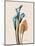 Calla Lily Moments-Albert Koetsier-Mounted Art Print