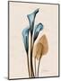 Calla Lily Moments-Albert Koetsier-Mounted Art Print