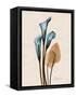 Calla Lily Moments-Albert Koetsier-Framed Stretched Canvas