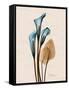 Calla Lily Moments-Albert Koetsier-Framed Stretched Canvas