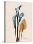 Calla Lily Moments-Albert Koetsier-Stretched Canvas