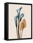 Calla Lily Moments-Albert Koetsier-Framed Stretched Canvas