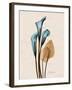 Calla Lily Moments-Albert Koetsier-Framed Art Print