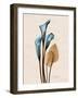 Calla Lily Moments-Albert Koetsier-Framed Art Print