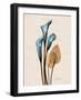 Calla Lily Moments-Albert Koetsier-Framed Art Print