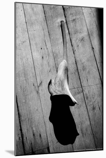 Calla Lily on Wooden Floor-null-Mounted Photo