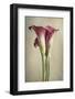 Calla Lily Pink-Dianne Poinski-Framed Photographic Print