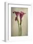 Calla Lily Pink-Dianne Poinski-Framed Photographic Print