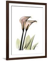 Calla Lily Portrait-Albert Koetsier-Framed Art Print