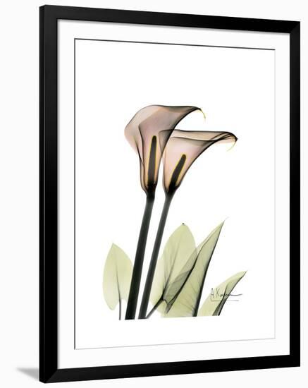 Calla Lily Portrait-Albert Koetsier-Framed Art Print