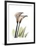 Calla Lily Portrait-Albert Koetsier-Framed Art Print