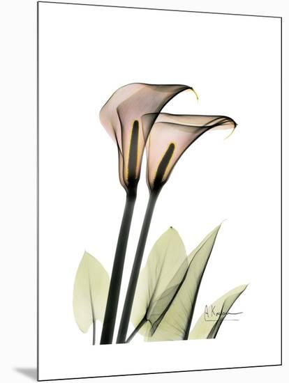 Calla Lily Portrait-Albert Koetsier-Mounted Art Print