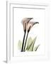 Calla Lily Portrait-Albert Koetsier-Framed Art Print