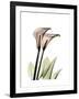 Calla Lily Portrait-Albert Koetsier-Framed Art Print