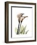 Calla Lily Portrait-Albert Koetsier-Framed Art Print