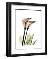 Calla Lily Portrait-Albert Koetsier-Framed Art Print