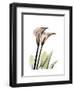 Calla Lily Portrait-Albert Koetsier-Framed Art Print