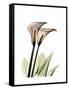 Calla Lily Portrait-Albert Koetsier-Framed Stretched Canvas