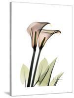 Calla Lily Portrait-Albert Koetsier-Stretched Canvas