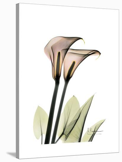 Calla Lily Portrait-Albert Koetsier-Stretched Canvas