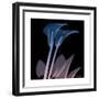 Calla Lily Purp and Black-Albert Koetsier-Framed Premium Giclee Print