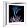 Calla Lily Purp and Black-Albert Koetsier-Framed Premium Giclee Print