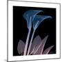 Calla Lily Purp and Black-Albert Koetsier-Mounted Premium Giclee Print