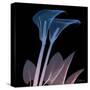 Calla Lily Purp and Black-Albert Koetsier-Stretched Canvas