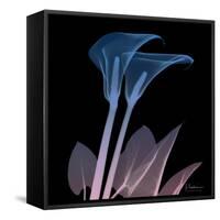 Calla Lily Purp and Black-Albert Koetsier-Framed Stretched Canvas