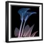 Calla Lily Purp and Black-Albert Koetsier-Framed Art Print