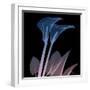 Calla Lily Purp and Black-Albert Koetsier-Framed Art Print