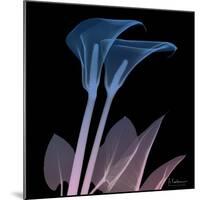 Calla Lily Purp and Black-Albert Koetsier-Mounted Art Print