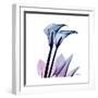 Calla Lily Purp-Albert Koetsier-Framed Art Print