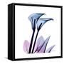 Calla Lily Purp-Albert Koetsier-Framed Stretched Canvas