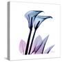 Calla Lily Purp-Albert Koetsier-Stretched Canvas