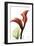 Calla Lily Red-Albert Koetsier-Framed Art Print