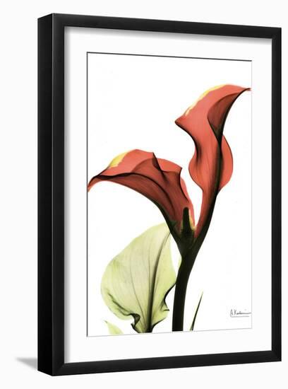 Calla Lily Red-Albert Koetsier-Framed Art Print