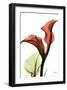 Calla Lily Red-Albert Koetsier-Framed Art Print