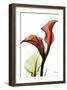 Calla Lily Red-Albert Koetsier-Framed Art Print