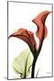 Calla Lily Red-Albert Koetsier-Mounted Art Print