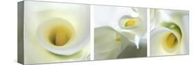 Calla Lily Triptych-Anna Miller-Stretched Canvas